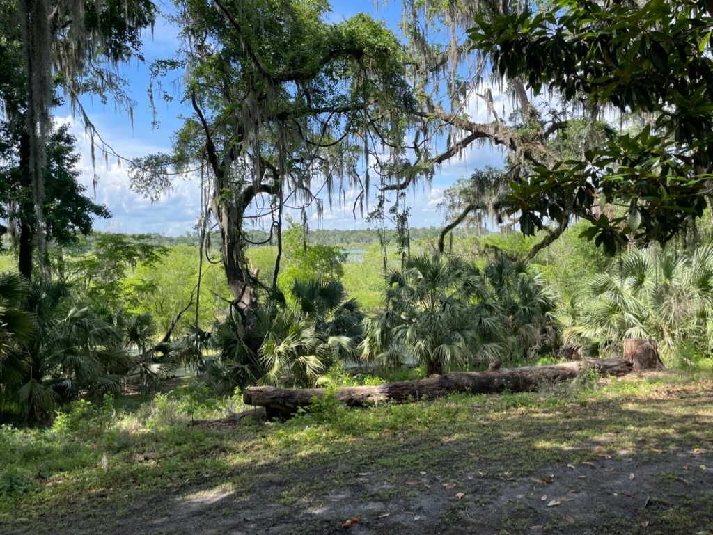 Green landscape with trees, moss, palms, and open sky.
